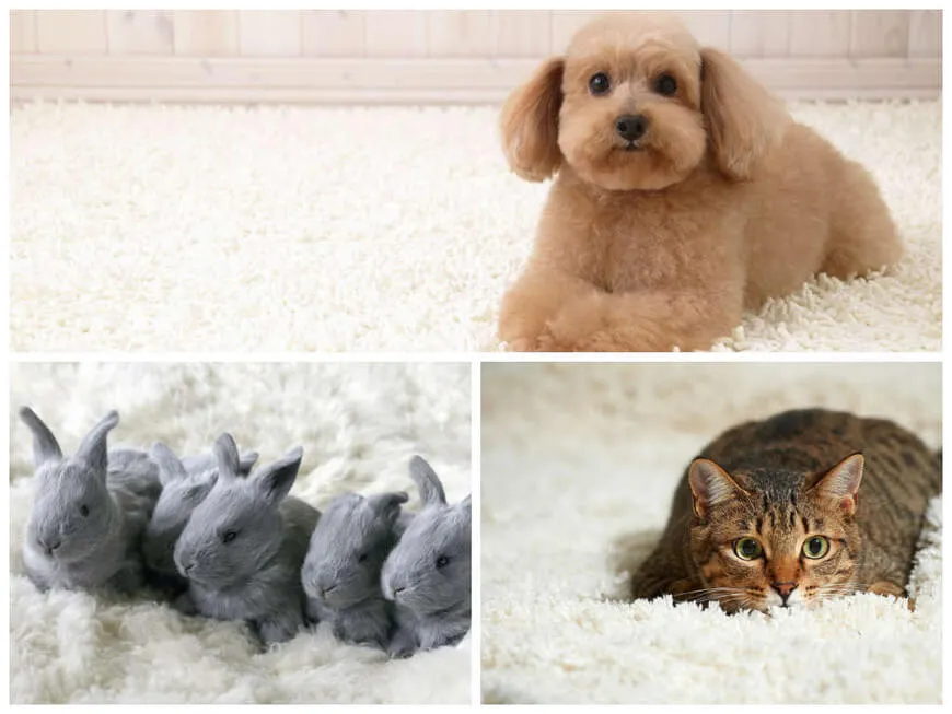 Как убрать шерсть животных?